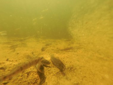 Tatlı su deposuna çingene tüneği (Sander lucioperca) stoklamak
