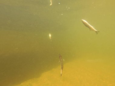 Tatlı su deposuna çingene tüneği (Sander lucioperca) stoklamak