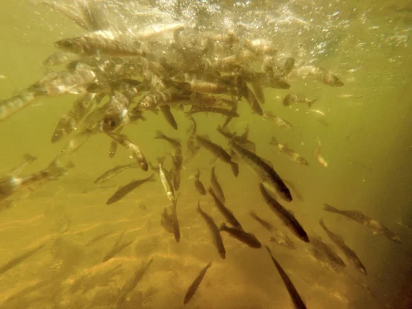 Tatlı su deposuna çingene tüneği (Sander lucioperca) stoklamak