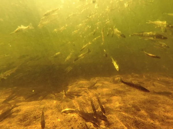 Tatlı su deposuna çingene tüneği (Sander lucioperca) stoklamak
