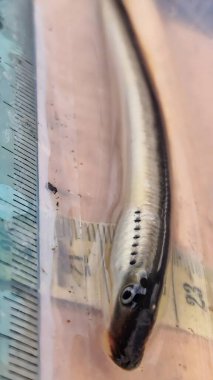 Avrupa ırmak balığı, Avrupa 'da temiz akarsularda ve küçük nehirlerde bulunan küçük, çenesiz bir tatlı su omurgasıdır. Yılanbalığı gibi pulsuz bir vücudu vardır ve hayatının çoğunu bir larva olarak geçirir.