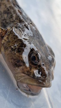 Avrupa boğa başı (