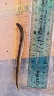 (Lampetra planeri, Avrupa 'da bulunan temiz, oksijenli akarsularda ve küçük nehirlerde yaşayan, asalak olmayan küçük bir balık türüdür. Hayatının büyük bir kısmını kum veya alüvyon içinde yuva yapan bir larva olarak geçirir.