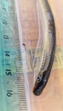 (Lampetra planeri, Avrupa 'da bulunan temiz, oksijenli akarsularda ve küçük nehirlerde yaşayan, asalak olmayan küçük bir balık türüdür. Hayatının büyük bir kısmını kum veya alüvyon içinde yuva yapan bir larva olarak geçirir.