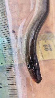 (Lampetra planeri, Avrupa 'da bulunan temiz, oksijenli akarsularda ve küçük nehirlerde yaşayan, asalak olmayan küçük bir balık türüdür. Hayatının büyük bir kısmını kum veya alüvyon içinde yuva yapan bir larva olarak geçirir.