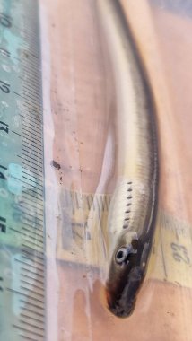 (Lampetra planeri, Avrupa 'da bulunan temiz, oksijenli akarsularda ve küçük nehirlerde yaşayan, asalak olmayan küçük bir balık türüdür. Hayatının büyük bir kısmını kum veya alüvyon içinde yuva yapan bir larva olarak geçirir.