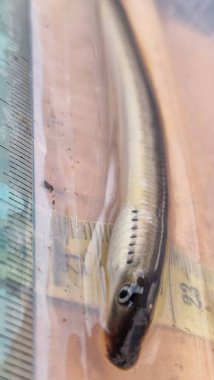 (Lampetra planeri, Avrupa 'da bulunan temiz, oksijenli akarsularda ve küçük nehirlerde yaşayan, asalak olmayan küçük bir balık türüdür. Hayatının büyük bir kısmını kum veya alüvyon içinde yuva yapan bir larva olarak geçirir.