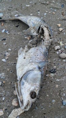 Kefal balığı leşi.