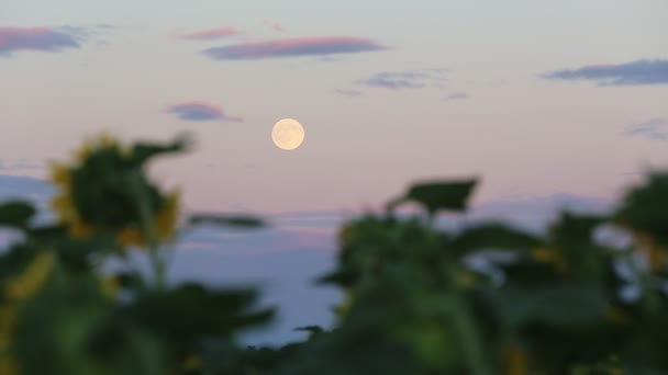 Parque Nacional Islândia Uma Vista Maravilhosa Paisagem Islândia Área Geotérmica — Vídeo de Stock