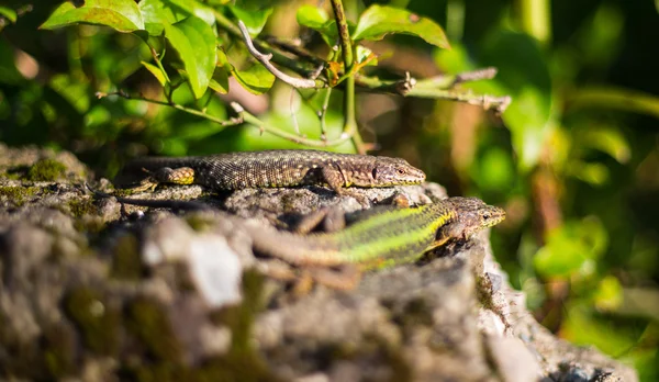 Lagarto Geórgia — Fotografia de Stock