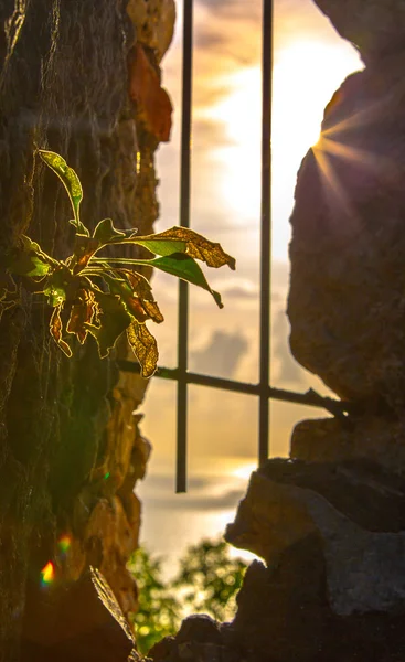 canlı görünümlerini ve Türkiye'de doğa