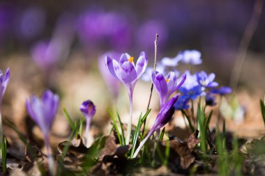 Manzara ve çiçek Ukrayna