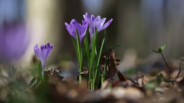 Flowers — Stock Video