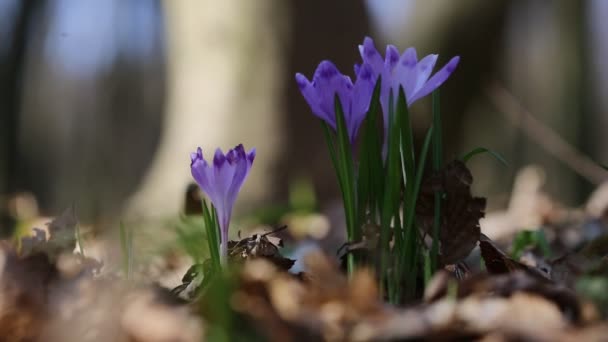 Flowers — Stock Video