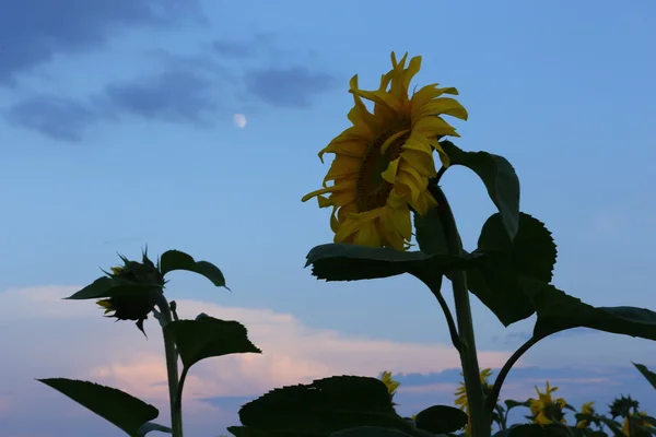Ayçiçeği ve Ukrayna'nın güzel doğa