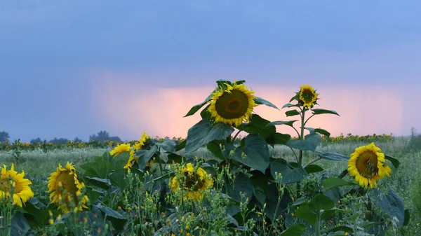 Ayçiçeği ve Ukrayna'nın güzel doğa