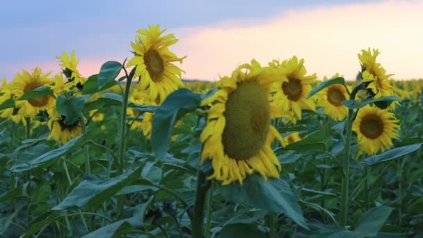 Sunflowers and beautiful nature of Ukraine — Stock Video