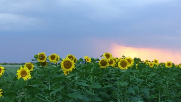 Sonnenblumen und schöne Natur der Ukraine — Stockvideo