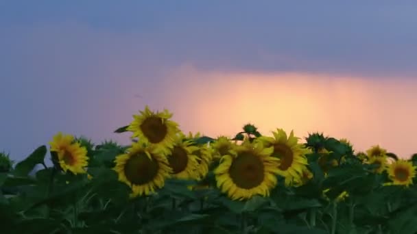 Slunečnice a krásnou přírodou Ukrajiny — Stock video