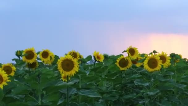 Girassóis e bela natureza da Ucrânia — Vídeo de Stock