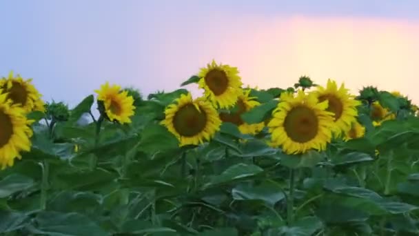 Sonnenblumen und schöne Natur der Ukraine — Stockvideo