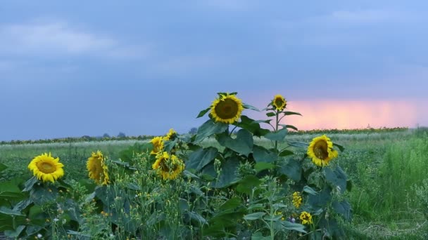 Girasoli e bella natura dell'Ucraina — Video Stock