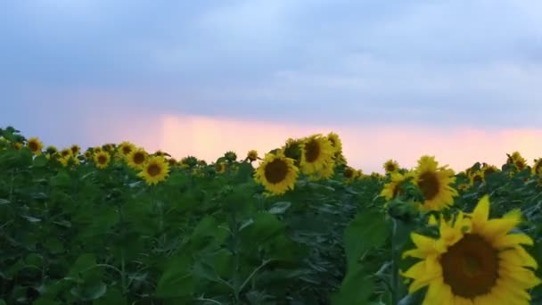 Girassóis e bela natureza da Ucrânia — Vídeo de Stock