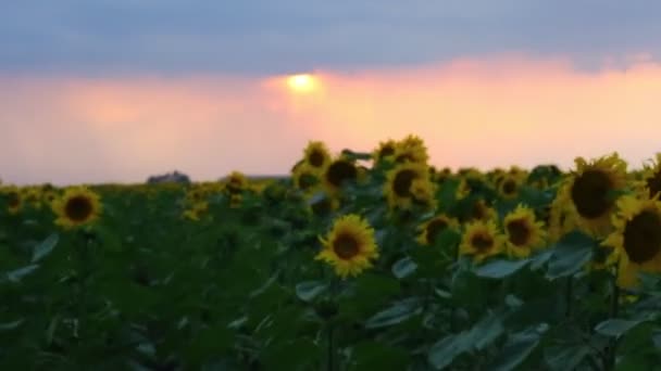 Slunečnice a krásnou přírodou Ukrajiny — Stock video