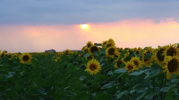 Girassóis e bela natureza da Ucrânia — Vídeo de Stock