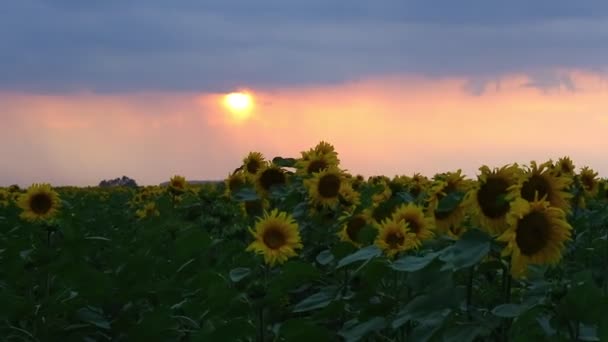 Girasoli e bella natura dell'Ucraina — Video Stock