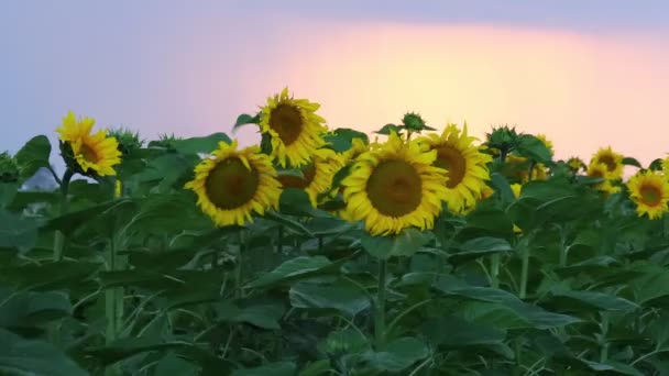 Sonnenblumen und schöne Natur der Ukraine — Stockvideo