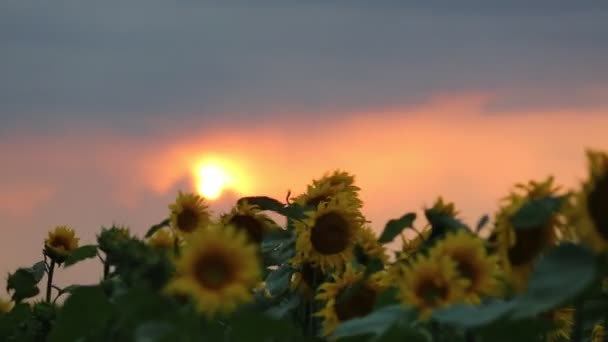 Girassóis e bela natureza da Ucrânia — Vídeo de Stock