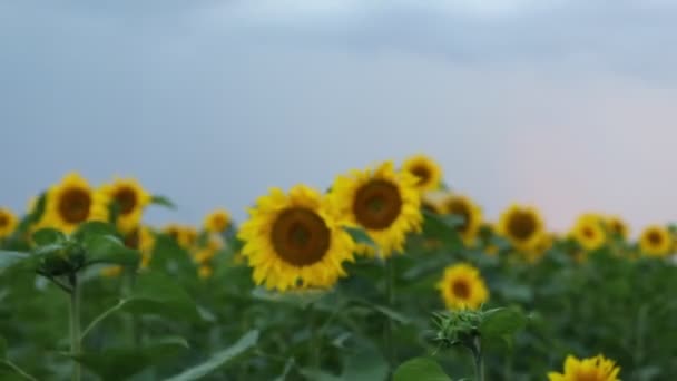 Sonnenblumen und schöne Natur der Ukraine — Stockvideo