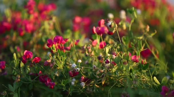 Sonnenblumen und schöne Natur der Ukraine — Stockvideo