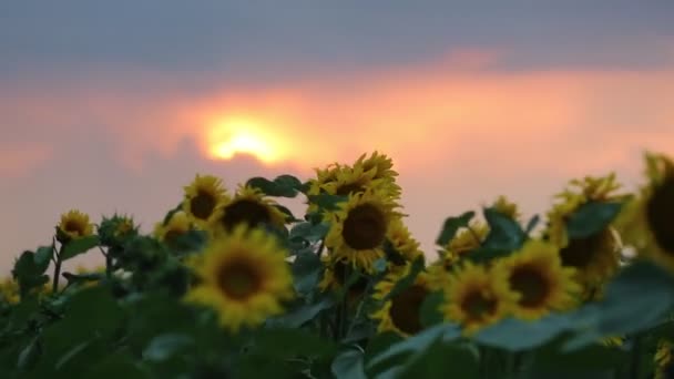 Filmati girasoli e bella natura dell'Ucraina — Video Stock