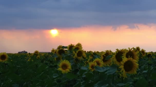 Girasoli e bella natura dell'Ucraina — Video Stock