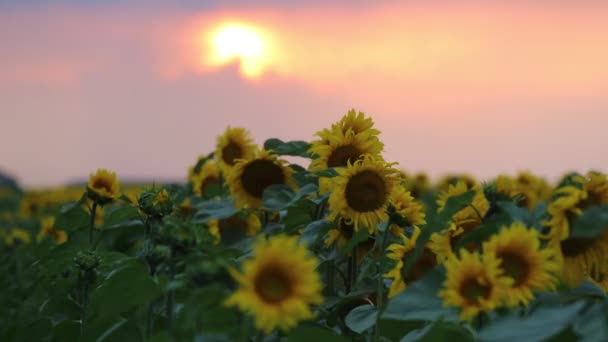 Záběry-slunečnice a nádherná povaha Ukrajiny — Stock video