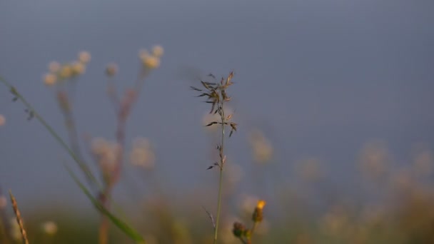 Ayçiçeği ve Ukrayna'nın güzel doğa — Stok video