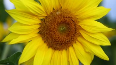 Ayçiçeği ve Ukrayna'nın güzel doğa