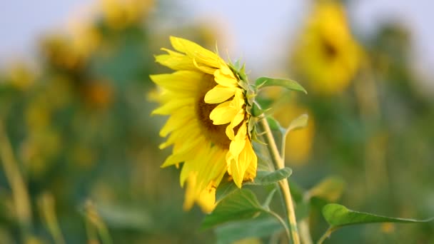 Footage - sunflowers and beautiful nature of Ukraine — Stock Video