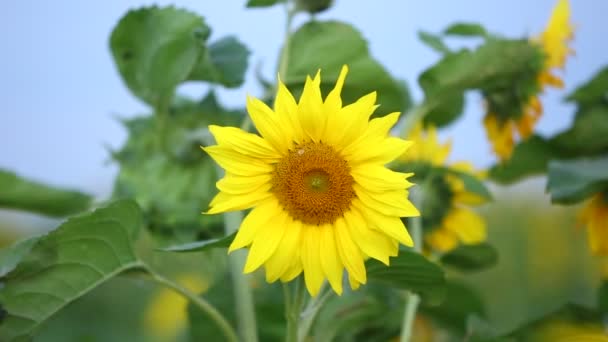 Filmati girasoli e bella natura dell'Ucraina — Video Stock