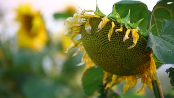 Beeldmateriaal-zonnebloemen en prachtige natuur van Oekraïne — Stockvideo