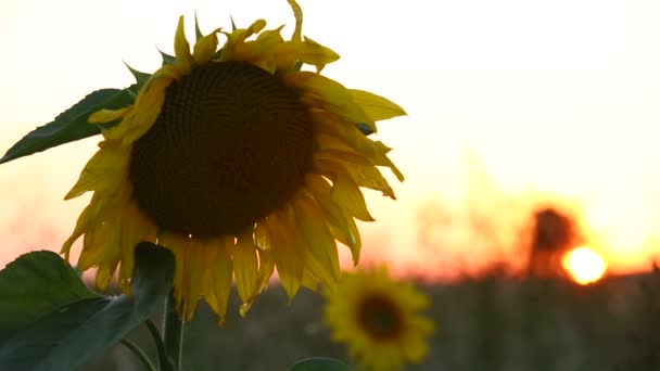Соняшник і красу української природи — стокове відео