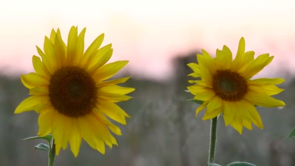 Tournesols et belle nature de l'Ukraine — Video