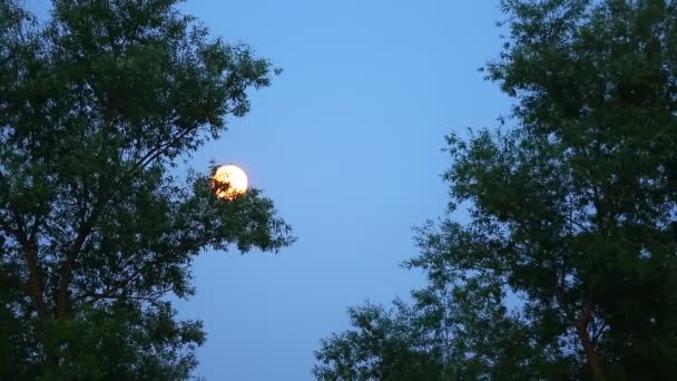 Naturaleza luna y cielo — Vídeo de stock