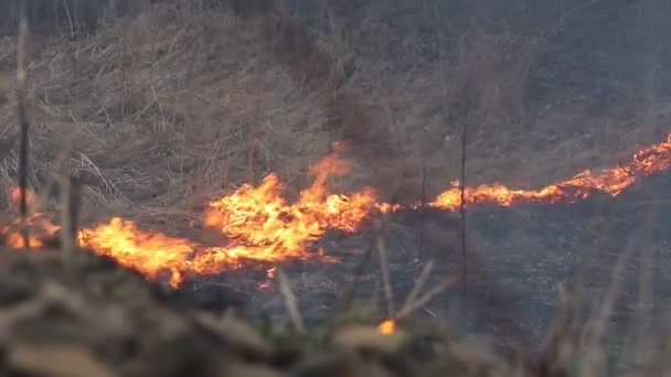 Fogo e fumo — Vídeo de Stock