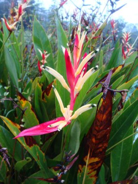 Malezya hayvanlar vahşi doğada