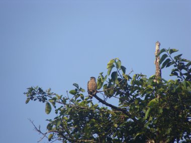 Malezya hayvanlar vahşi doğada