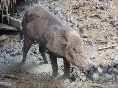 Malezya hayvanlar vahşi doğada