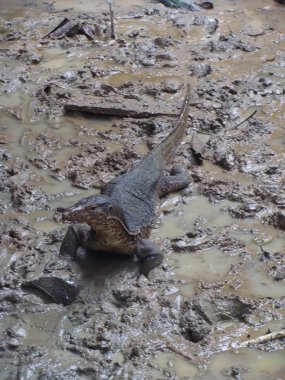 Malezya hayvanlar vahşi doğada
